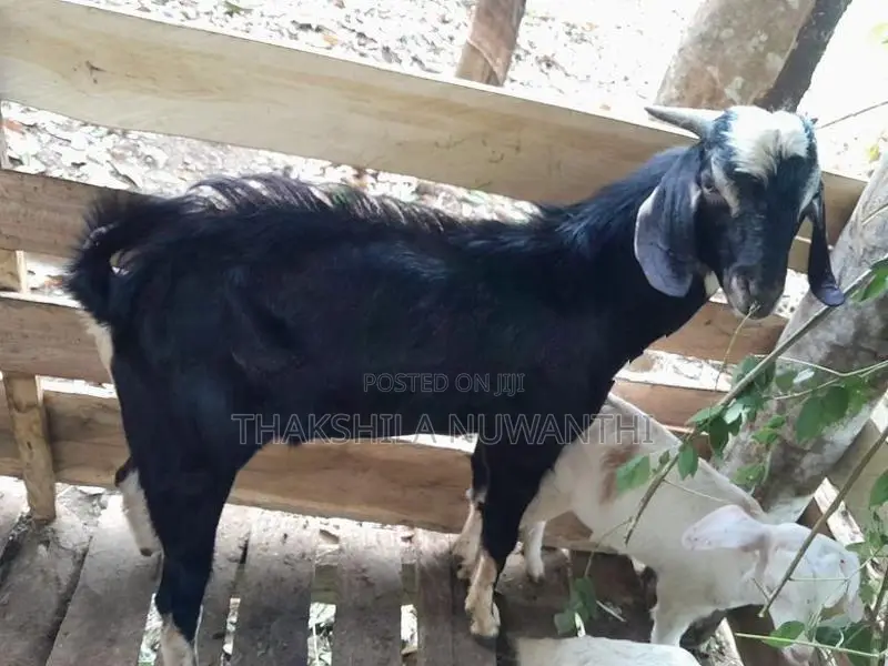 mail goat .එලු වස්සා