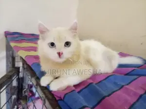 persian cat