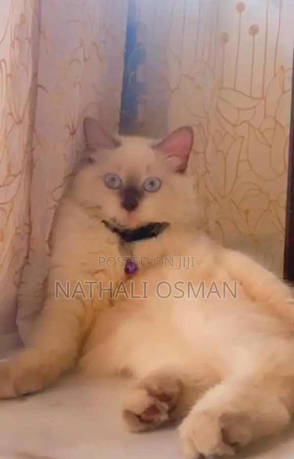Persian Purebred Kittens