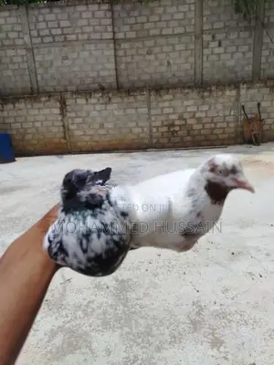 Pigeons