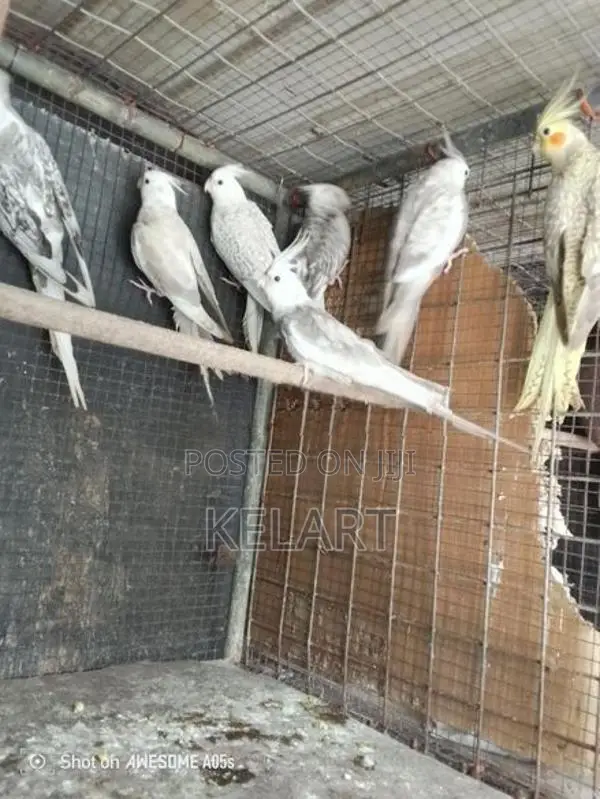Love Birds