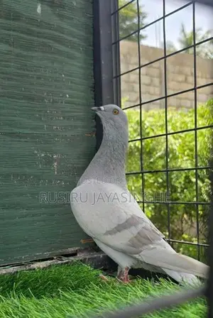 Pigeons