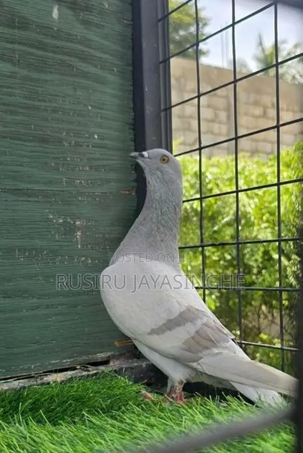 Pigeons