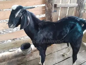mail goat .එලු වස්සා