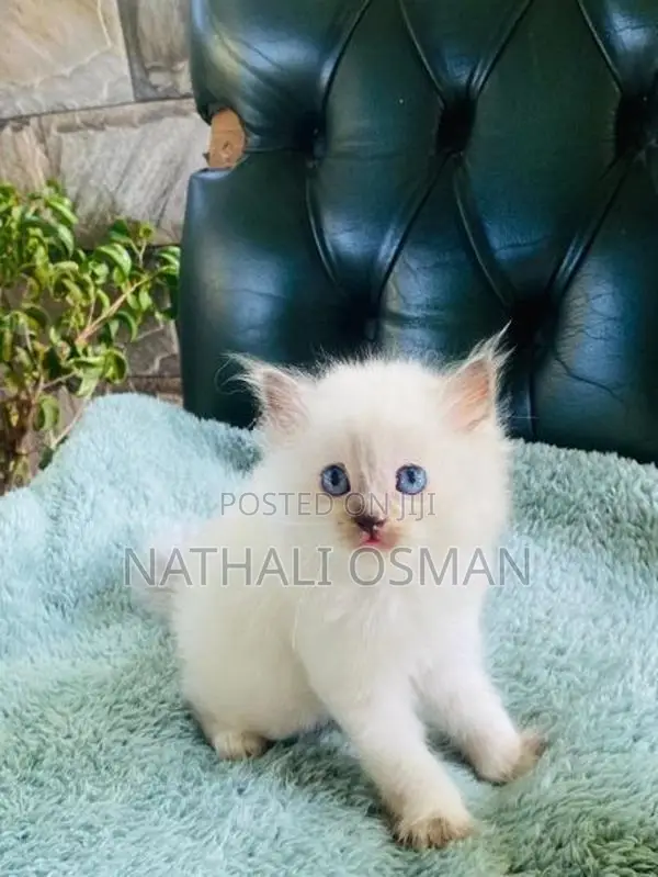 Persian Purebred Kittens
