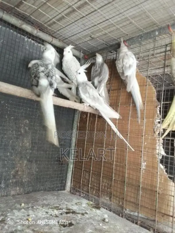 Love Birds