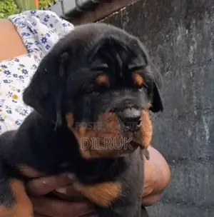 Rottweiler puppy