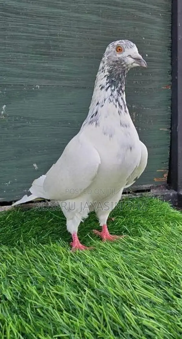 Pigeons