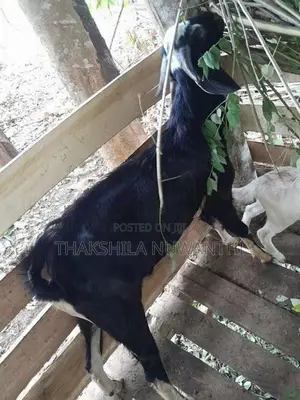 mail goat .එලු වස්සා
