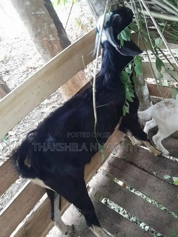 mail goat .එලු වස්සා