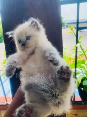 Persian Purebred Kittens