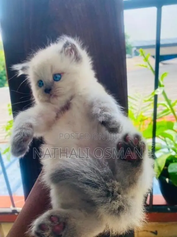 Persian Purebred Kittens