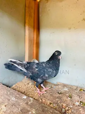 පරවියන් විකිණීට