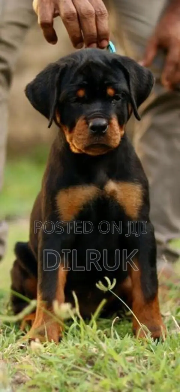 Rottweiler puppy