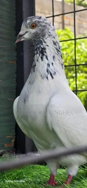 Pigeons