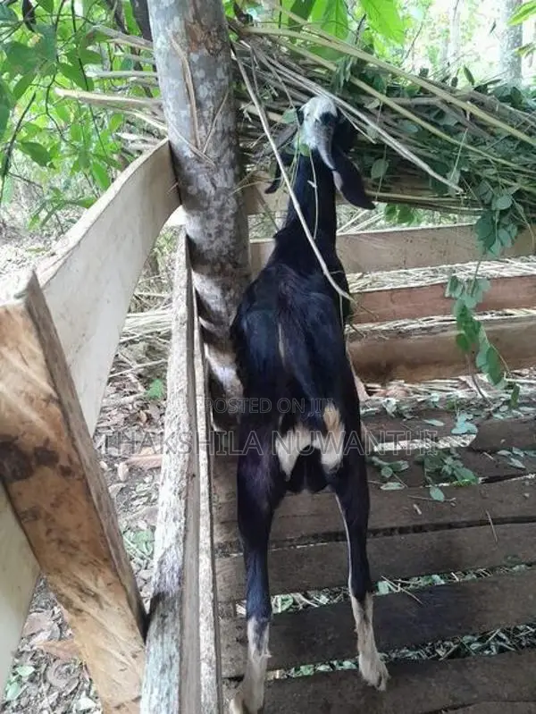 mail goat .එලු වස්සා