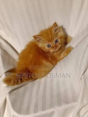Persian Purebred Kittens