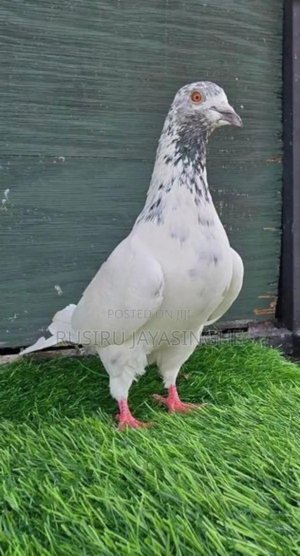 Pigeons