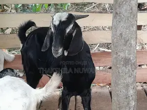 mail goat .එලු වස්සා