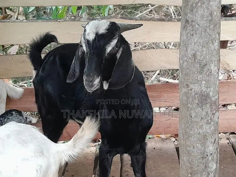 mail goat .එලු වස්සා