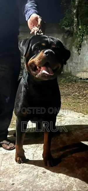 Rottweiler puppy