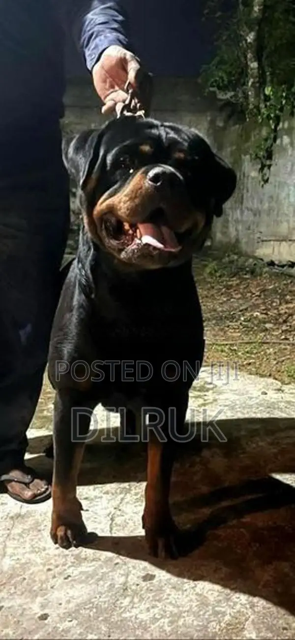 Rottweiler puppy