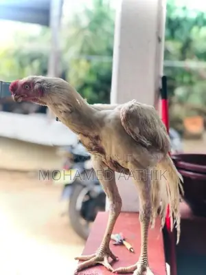 Parrot Beak