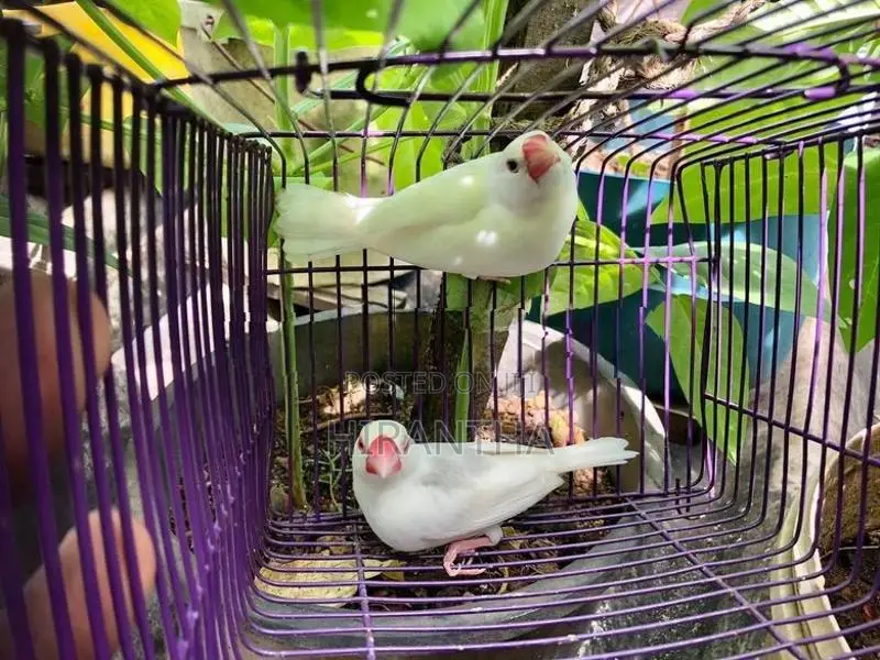 Java Birds