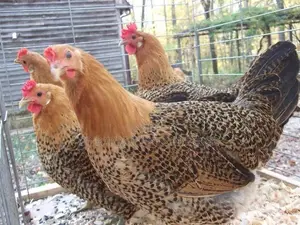 Farm Chicks