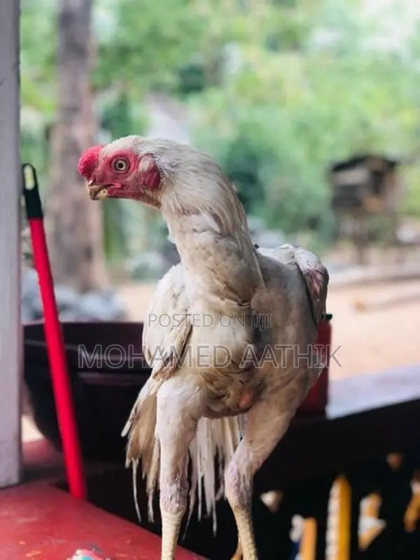 Parrot Beak
