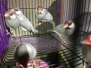 Java Birds