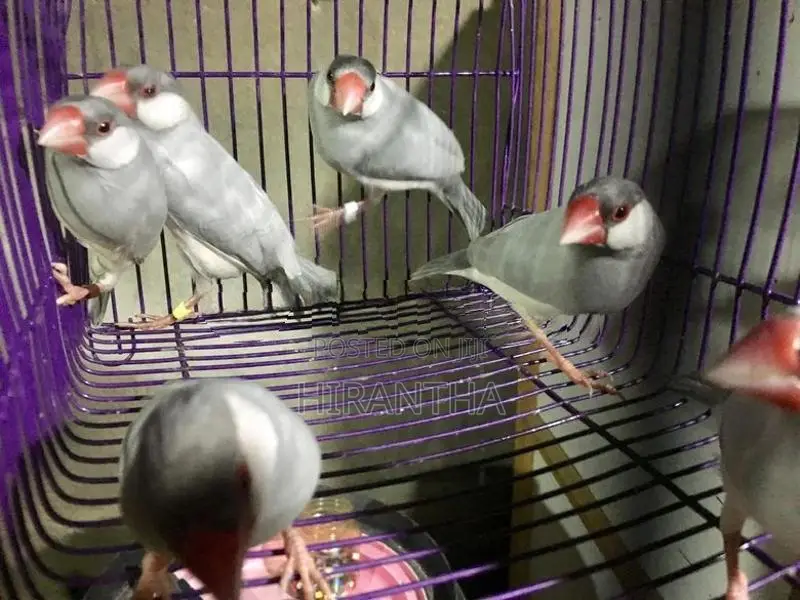 Java Birds