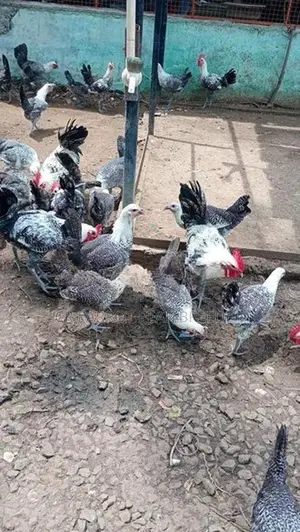 Farm Chicks