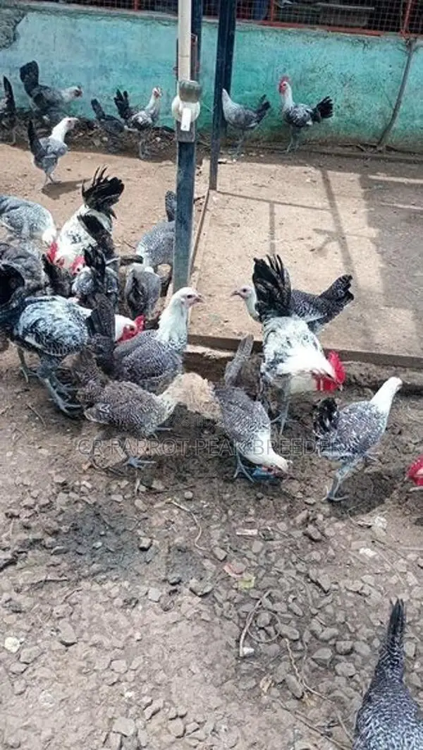 Farm Chicks