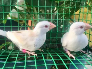 Java Birds