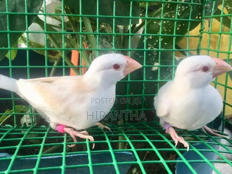 Java Birds