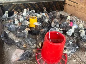 Farm Chicks