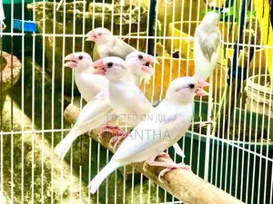 Java Birds
