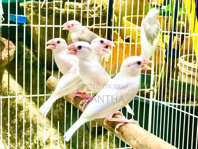 Java Birds
