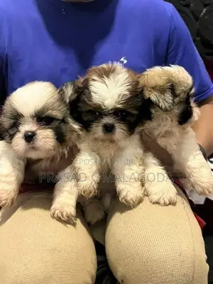 Sih Tzu Puppies