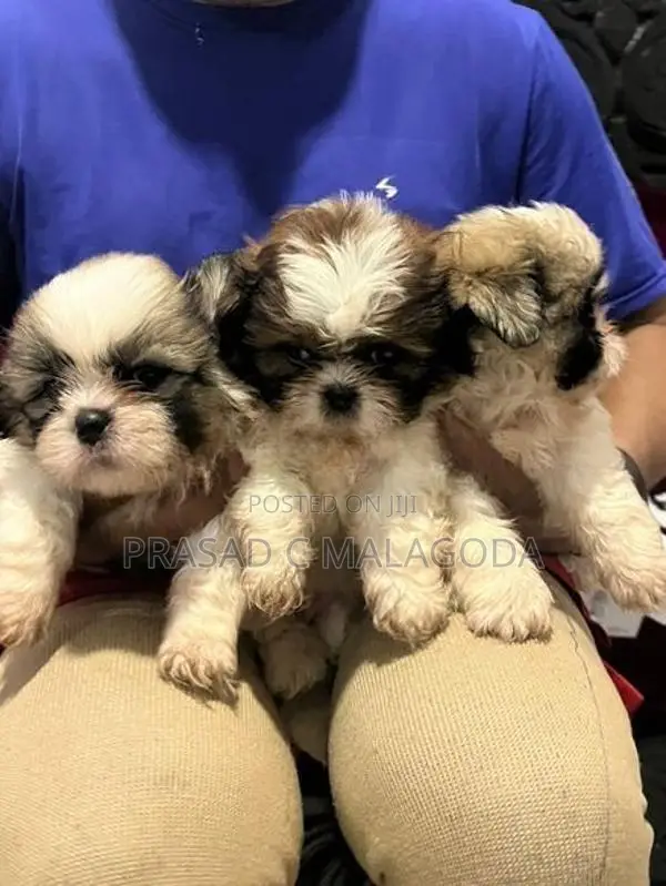 Sih Tzu Puppies