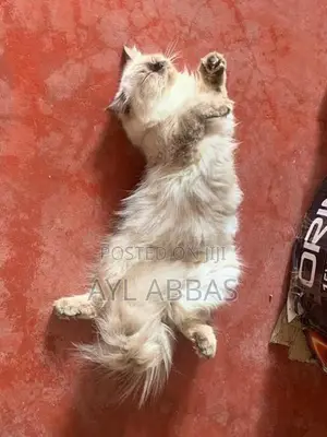 Himalayan Pure Breed Male Cat