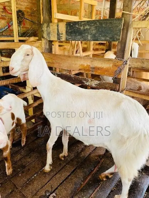 Jamnapari Goats