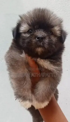 Shih Tzu Puppies