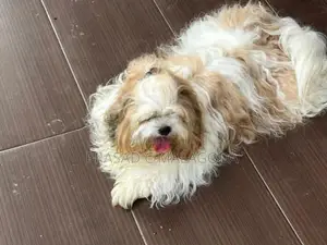 Sih Tzu Puppies