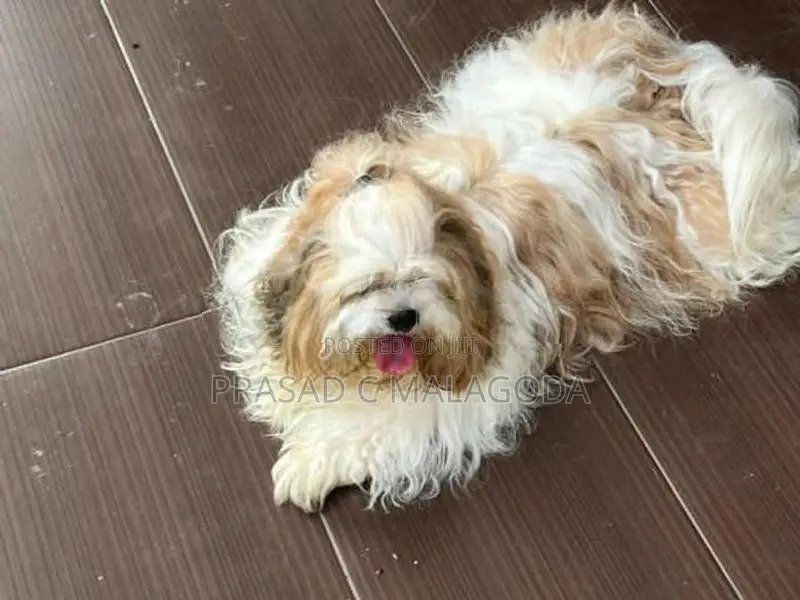 Sih Tzu Puppies