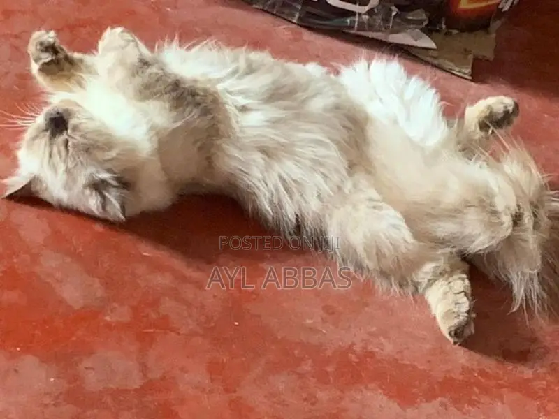 Himalayan Pure Breed Male Cat