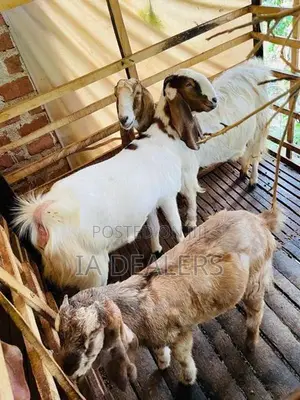 Jamnapari Goats