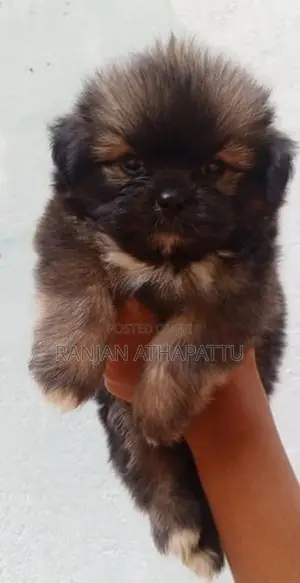 Shih Tzu Puppies