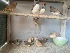 finches